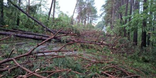 Temporal derruba árvores e bloqueia BR-285 em Panambi