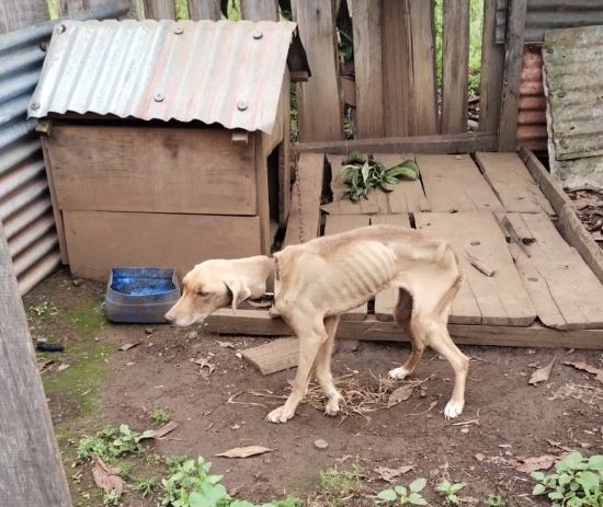 Dois cães em situação de maus-tratos são resgatados no Oeste de SC