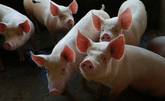 Exportação catarinense de carne suína registra alta de 21,1% em novembro