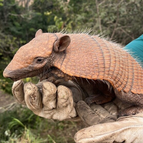 Cavalos sobreviventes abatedouro clandestino são resgatados pela