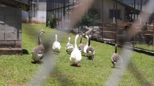 Como uma “tropa” de gansos ajuda a evitar fugas em presídio de SC