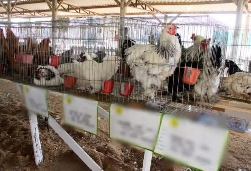 Por causa da gripe aviária, SC mantém suspensão de eventos com aglomeração de aves
