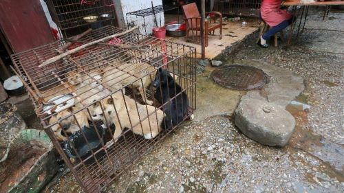 Projeto que proíbe consumo de carne de cachorro é aprovado na Coreia do Sul