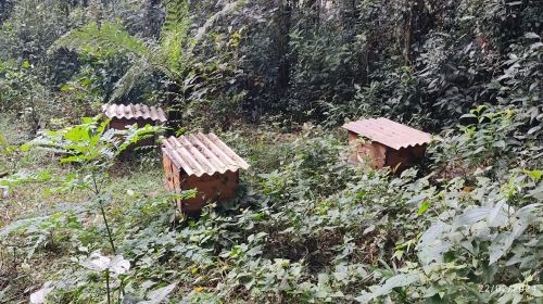 Polícia recupera 13 caixas de abelhas furtadas em setembro no Oeste