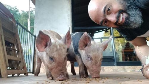 Porcos “Lisa” e “Bart” são adotados por família do Oeste de SC