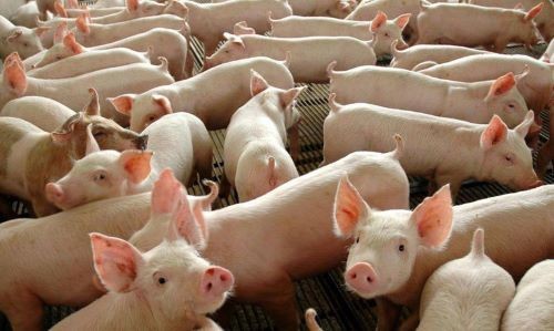 SC aumenta exportação de carne suína e amplia a liderança no setor para 30%