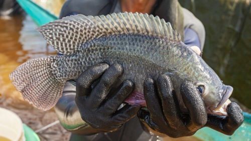 Ministério da Agricultura e Pecuária suspende importações de tilápia do Vietnã