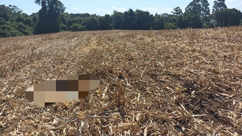 Agricultor encontra cadáver em meio a plantação de milho no interior de Cunha Porã