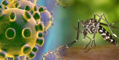 “Explosão” de dengue e alta nos casos de Covid desafiam sistema de saúde em SC