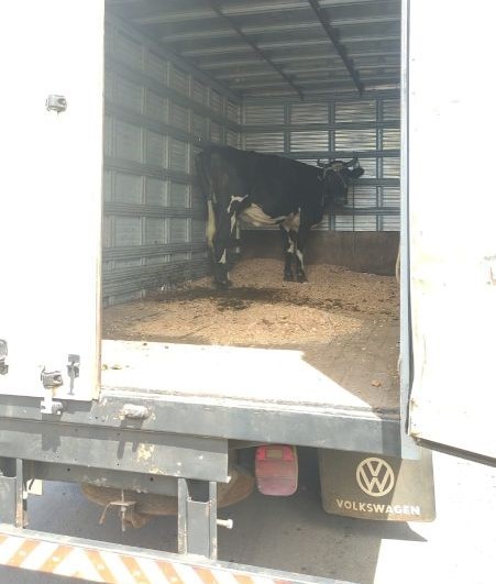 Vaca é flagrada sendo transportada de forma irregular na SC-480, no Oeste