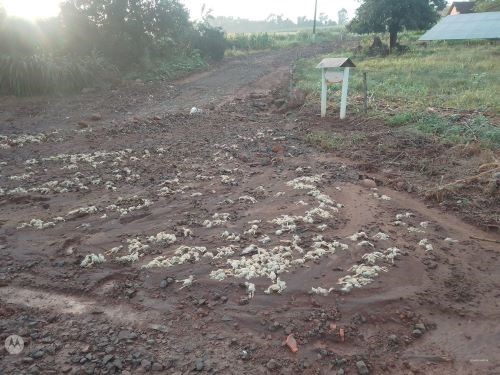 Fortes chuvas da última sexta-feira causam prejuízos no interior de Cunha Porã