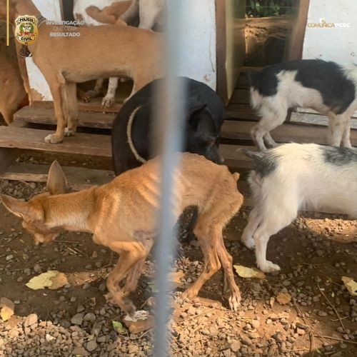 Polícia Civil resgata cães vítimas de maus-tratos no interior de Tigrinhos