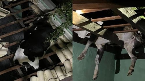 Vaca é resgatada pelos bombeiros após ficar presa em telhado de residência, no Oeste