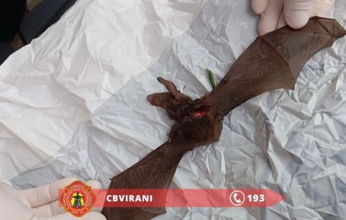 Criança de nove anos é socorrida pelos bombeiros após ser mordida por morcego, no Oeste