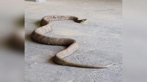 Adolescente de 15 anos morre após ser picado por cobra em São Francisco do Sul