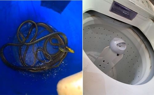 Cobras são encontradas dentro de máquina de lavar