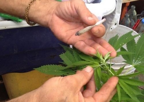 STF define 40 g como limite para porte de maconha para uso pessoal