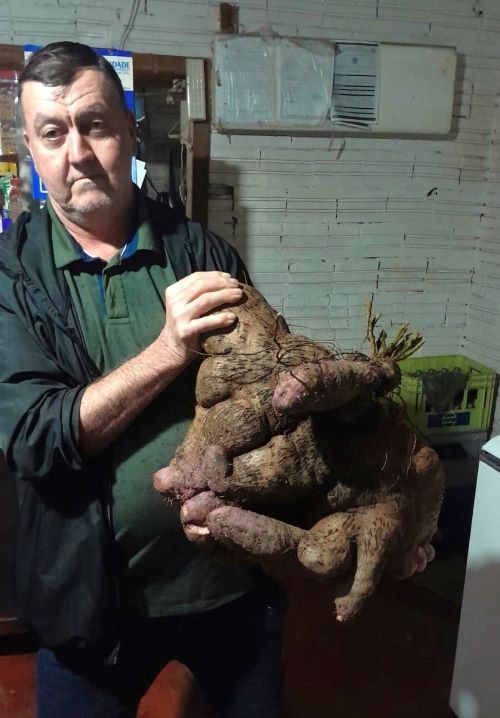 Batata Cará de 17kg surpreende ao ser colhida em Mondaí