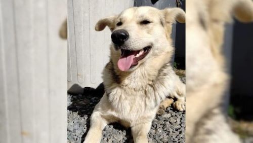 Mãe é investigada por pagar R$ 100 para matar cachorro da própria filha em SC, diz MP