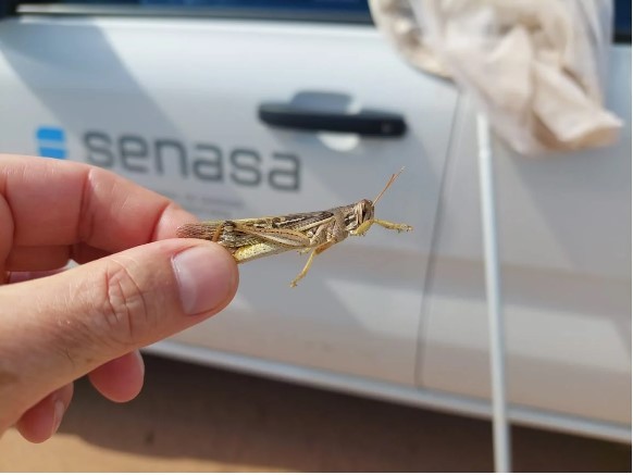 Infestação de gafanhotos traz alerta para produtores agrícolas argentinos