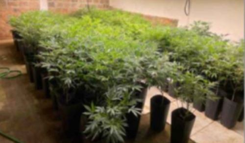 Dono de plantação de maconha em Santa Catarina perde casa para União