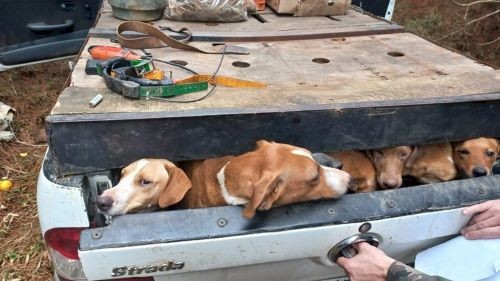 Após denúncia de caça ilegal, homem é detido com arma, munições e dez cães no Oeste