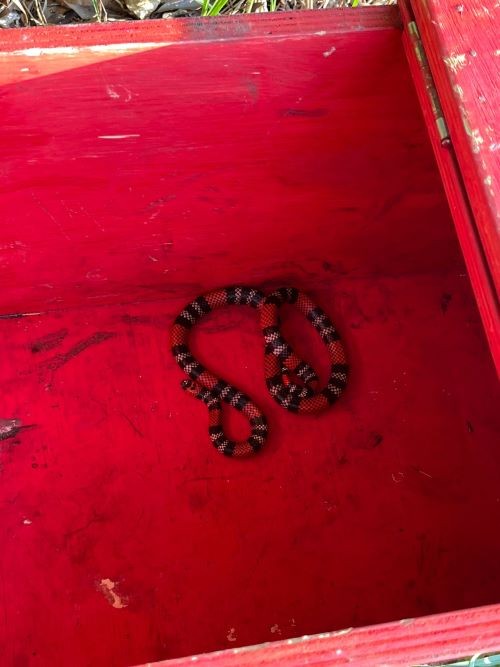 Bombeiros de Cunha Porã resgatam Cobra Coral em Escola Estadual no centro do município
