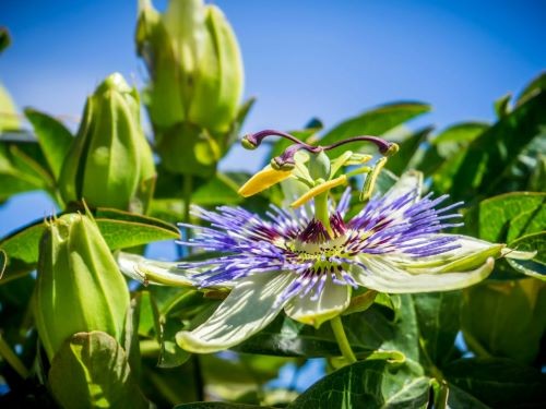 Flor da paixão: conheça a planta calmante que reduz ansiedade, ajuda a dormir e regula dopamina