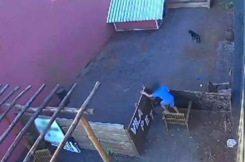 Criança de nove anos invade clínica veterinária e mata 23 animais no Paraná