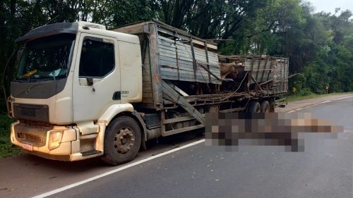 Colisão envolvendo dois caminhões deixa animais mortos na BR-282, no Oeste