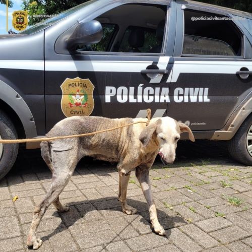Polícia Civil resgata cadela em situação de maus-tratos e apreende arma e munições no Oeste