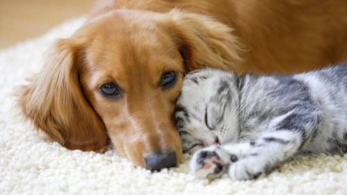 Sanciona lei que autoriza criação do Cadastro Nacional de Animais de Estimação