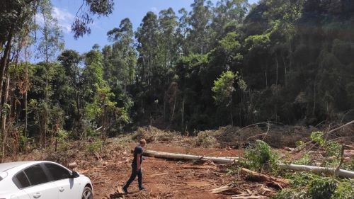 Homem de 50 anos morre atingido por árvore durante corte de eucaliptos no Oeste de SC