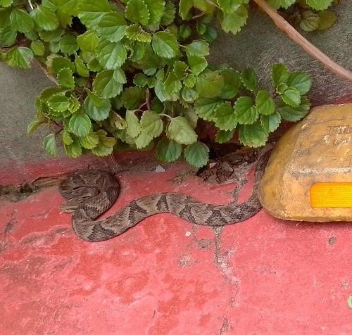 Bombeiros realizam resgate de cobra jararaca em residência no Oeste de SC