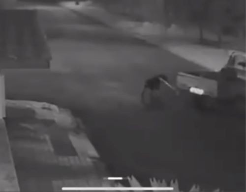 Cão é arrastado por carro no Oeste; Polícia investiga crime de maus-tratos