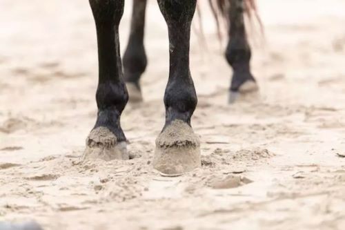 Cavalo é encontrado ferido após ser explorado para puxar carroça em cidade do Oeste de SC
