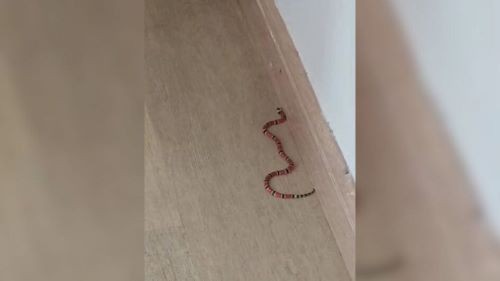 Sofá de casa em SC vira ninho com filhotes de cobra Coral e 8 são encontrados