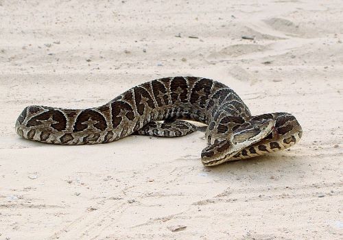 Idoso é atacado por cobra Urutu-Cruzeiro no interior em Cunha Porã