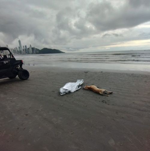 Cão permanece ao lado de dono após homem morrer afogado em Balneário Camboriú