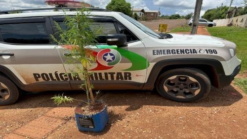 Jovem de 21 anos é preso cultivando pé de maconha em casa no Oeste