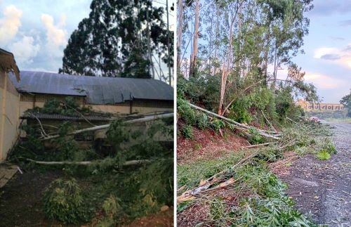 Ventos fortes derrubam árvores e causam danos em comunidade do interior de Cunha Porã