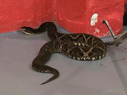 Menina de 7 anos é picada por cobra no quintal de casa em SC