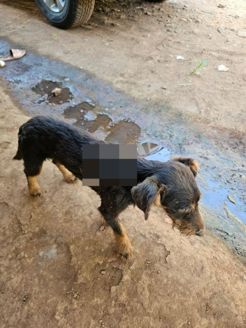 Mulher é presa em flagrante por maus-tratos graves a cão em cidade do Oeste