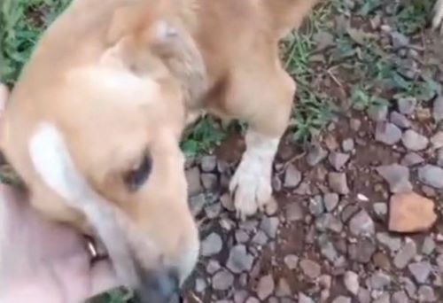 Polícia Civil resgata cão vítima de maus-tratos e identifica agressor em Caibi