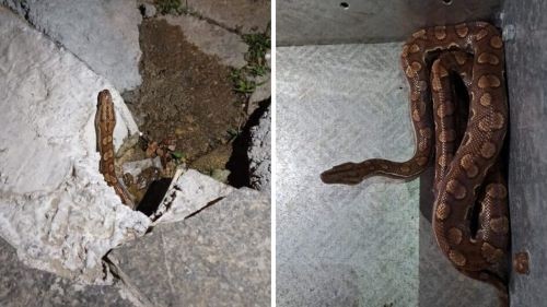 Jiboia arco-íris aparece em buraco de calçada e mobiliza bombeiros em SC