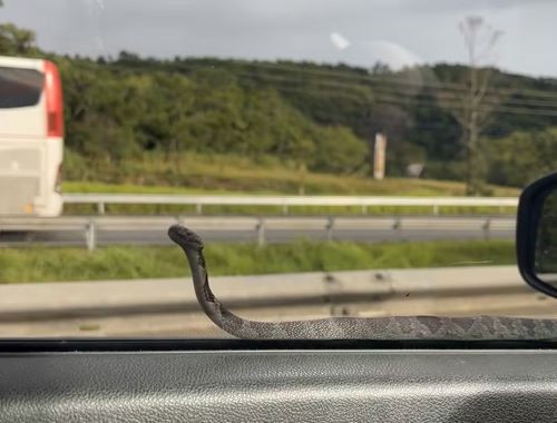 Cobra rasteja na janela de carro parado no trânsito em SC e assusta motorista