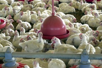 Granja-frangos-galinha-gripe-aviária-sítio-Foto-Arquivo-Agência-Brasil