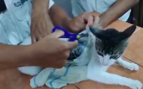 “Gato traficante?”: Polícia captura felino flagrado com drogas em penitenciária