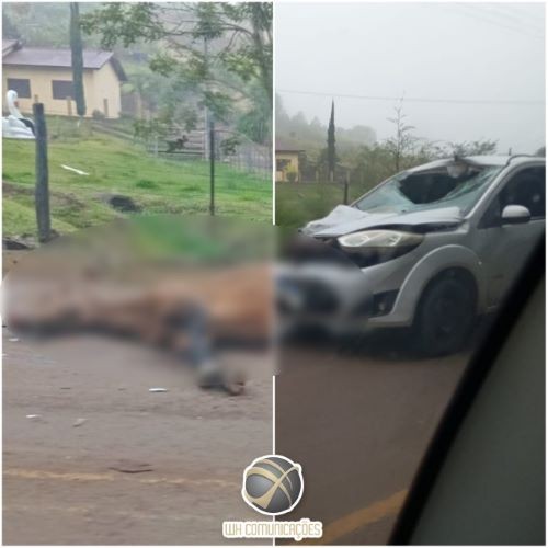 Homem fica ferido após colidir com cavalo em estrada do interior de Paraíso