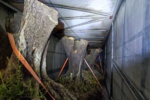 Polícia apreende carreta com oliveiras contrabandeadas da Argentina
